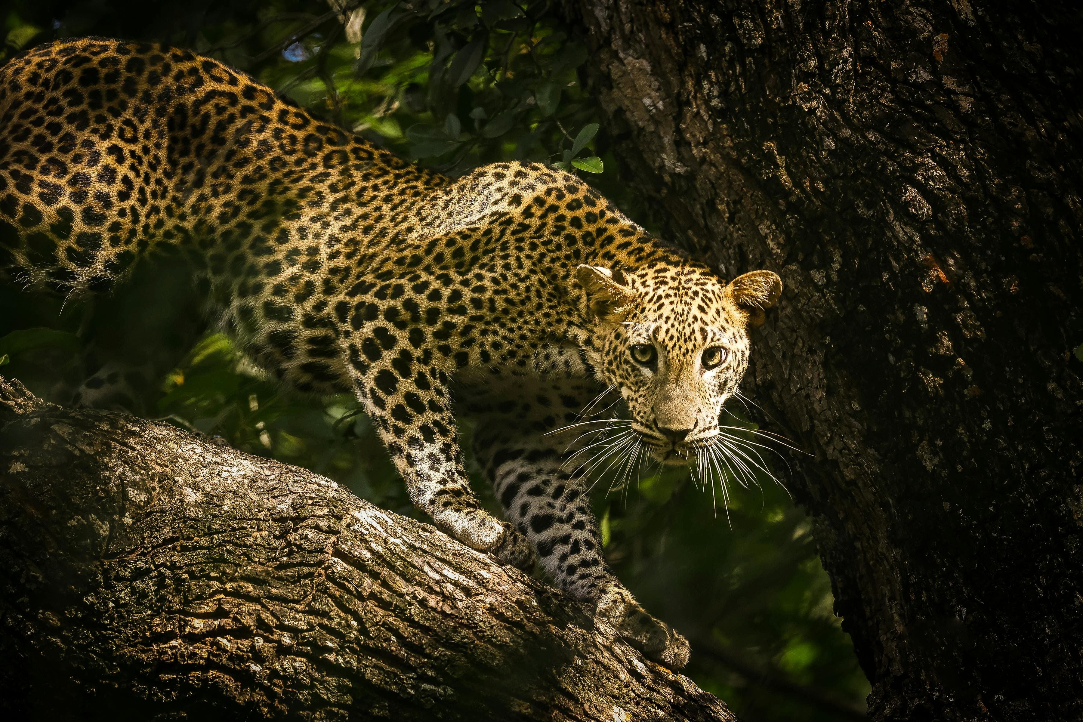Leopard in Yala National Park